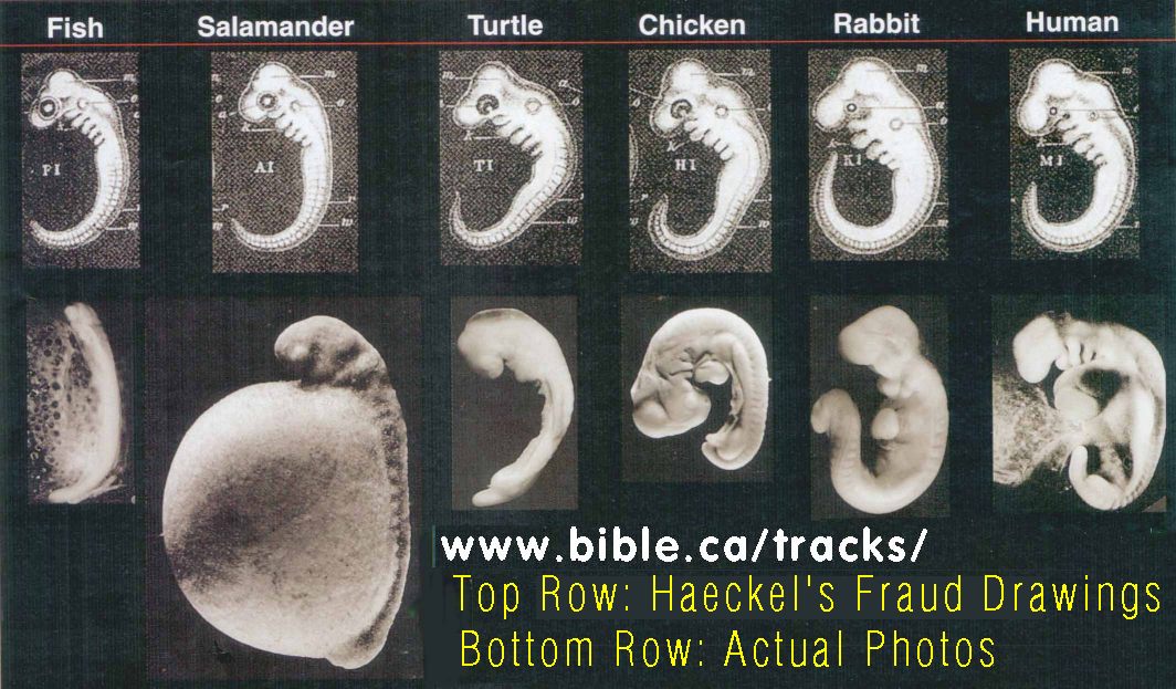 Imperor отшлёпал Германца на евре Haeckel-truth-lie-embryology-photos