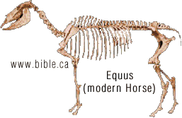 equus skeleton