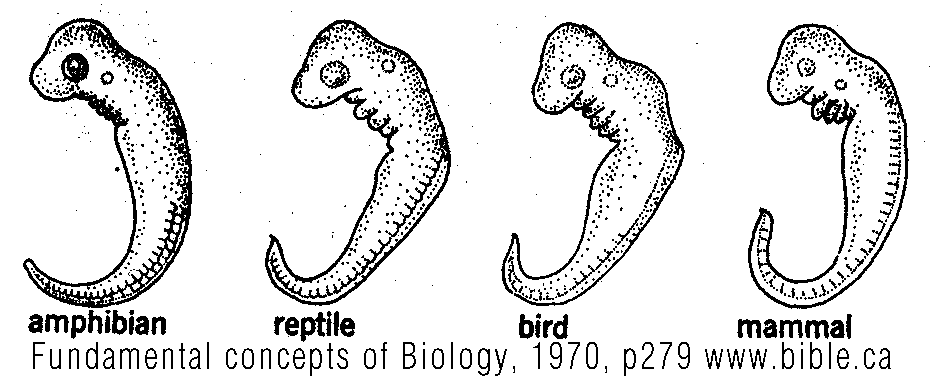 All vertebrates have similar gill slits as embryos (upper diagrams).