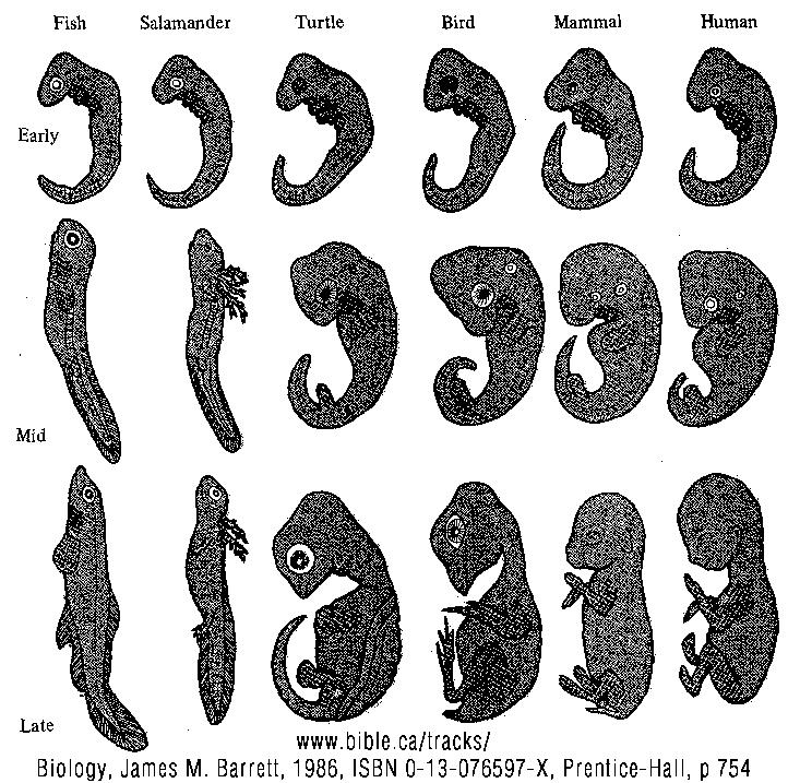 Note similarity in the external features of early embryos of all vertebrates 