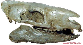 Hyracotherium Skull