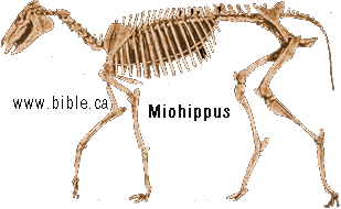 equus skeleton