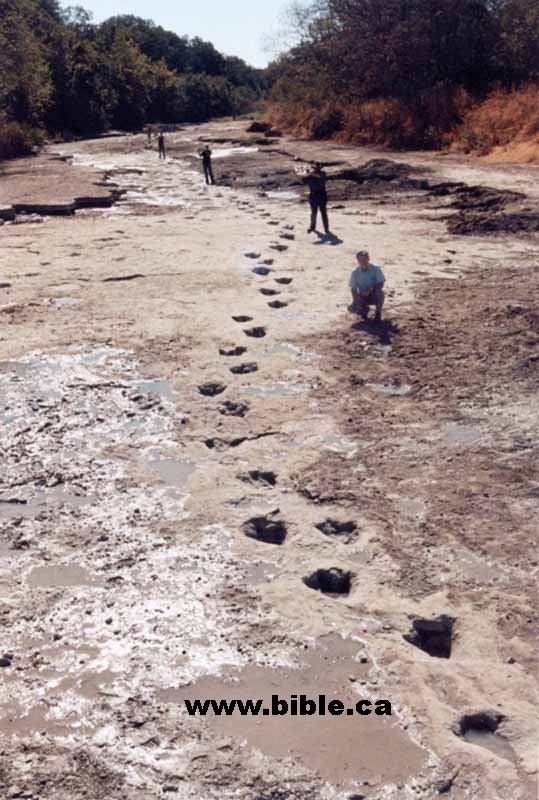 Where can I see dinosaur tracks in Texas?